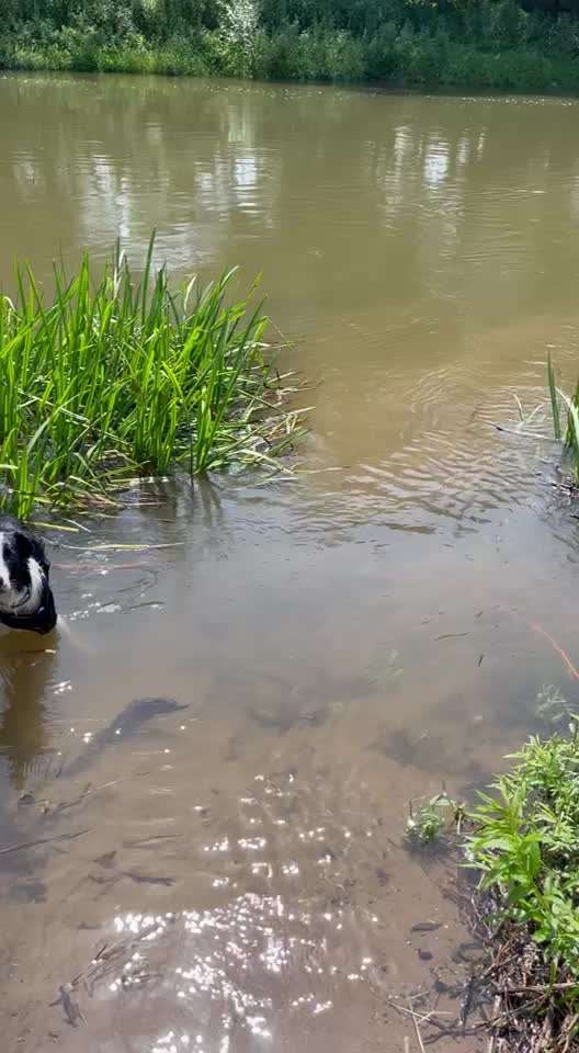 Sicheres Schwimmen mit Hund - Eure Erfahrungen und Tipps-Beitrag-Bild