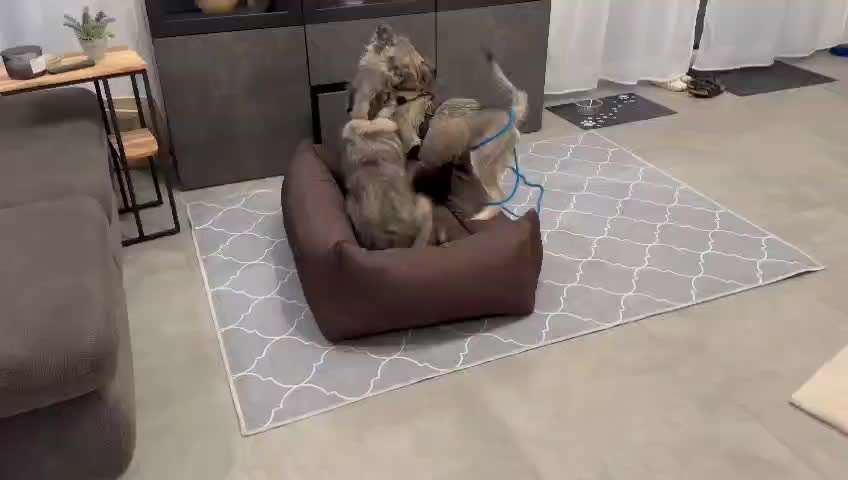 Zweithund bedrängt Ersthund-Beitrag-Bild