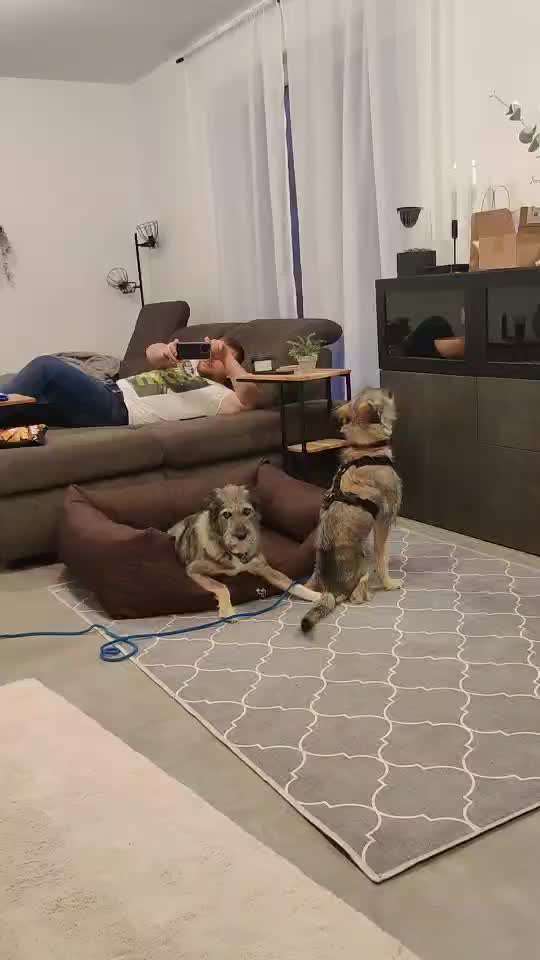 Zweithund bedrängt Ersthund-Beitrag-Bild