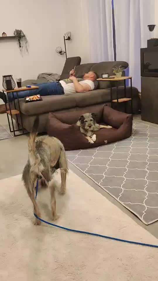 Zweithund bedrängt Ersthund-Beitrag-Bild