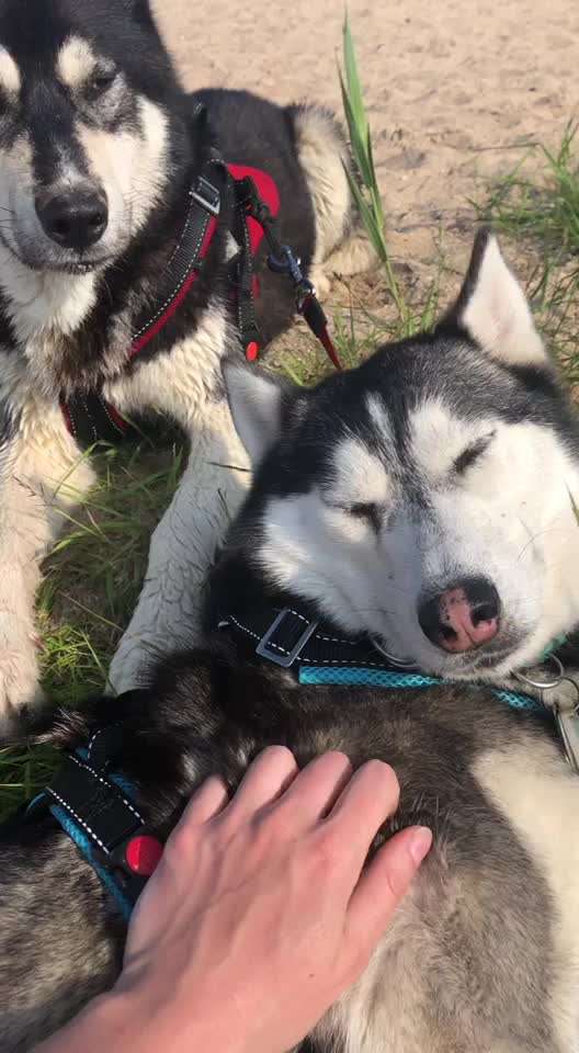 Zeigt hier Euer liebstes Video Eurer Hunde-Beitrag-Bild