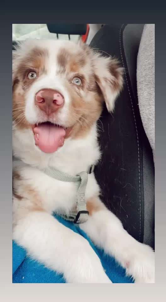 Beißhemmung - 12 Woche - Hütehund-Beitrag-Bild