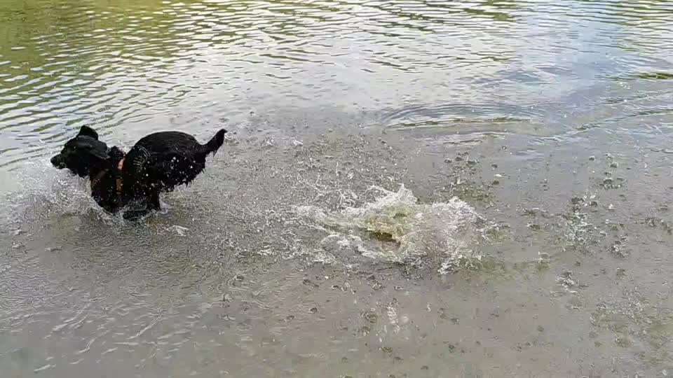 Labradorfans-Beitrag-Bild