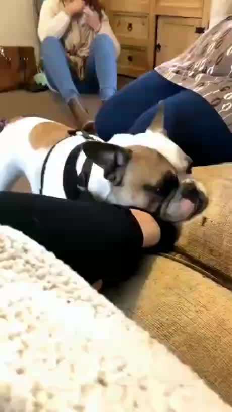 Hunde Memes-Beitrag-Bild