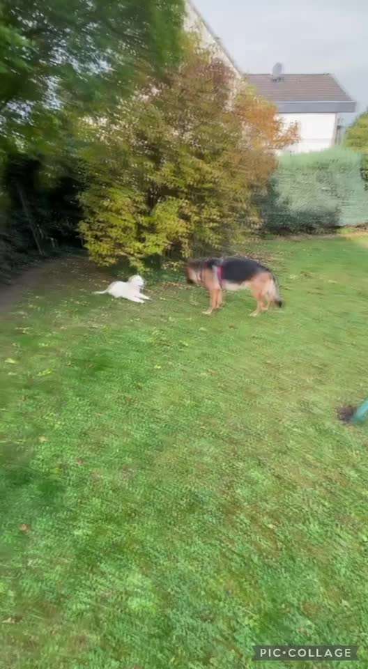 Wo sind die Golden Retriever Liebhaber?-Beitrag-Bild