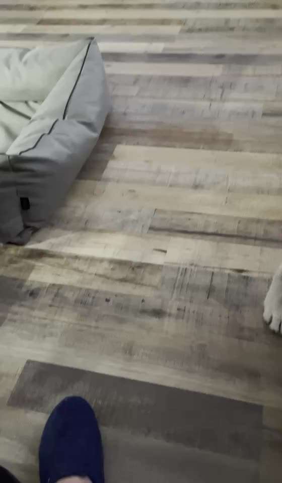 Wo sind die Golden Retriever Liebhaber?-Beitrag-Bild