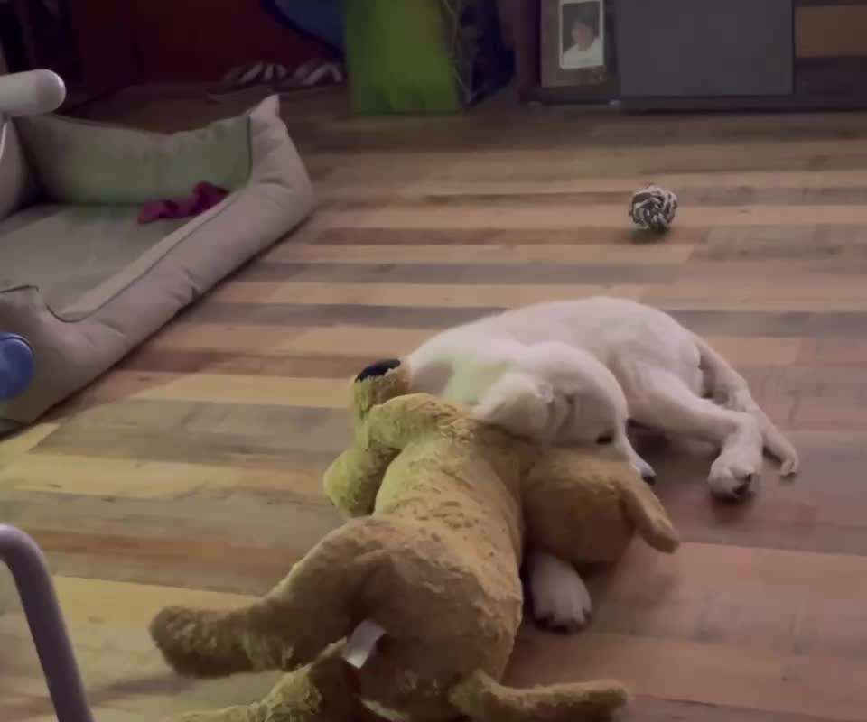 Wo sind die Golden Retriever Liebhaber?-Beitrag-Bild