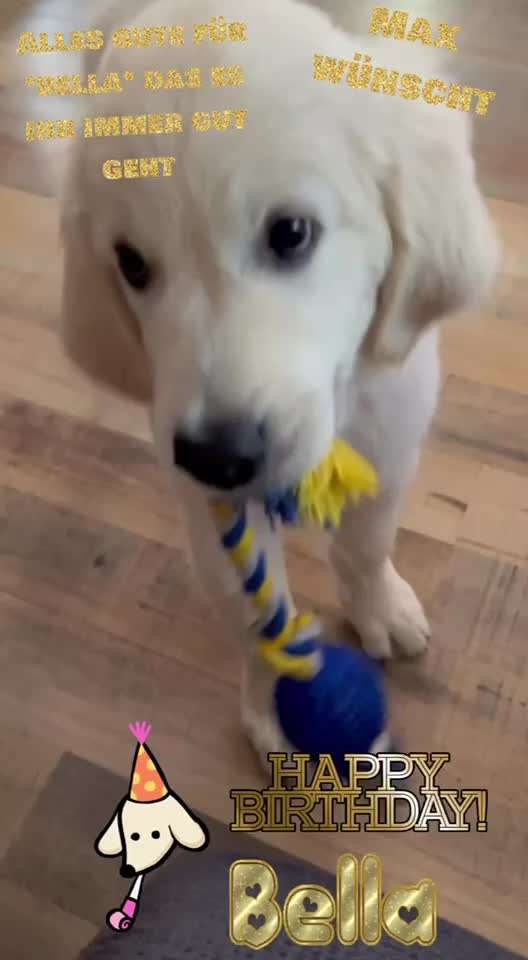 Wo sind die Golden Retriever Liebhaber?-Beitrag-Bild