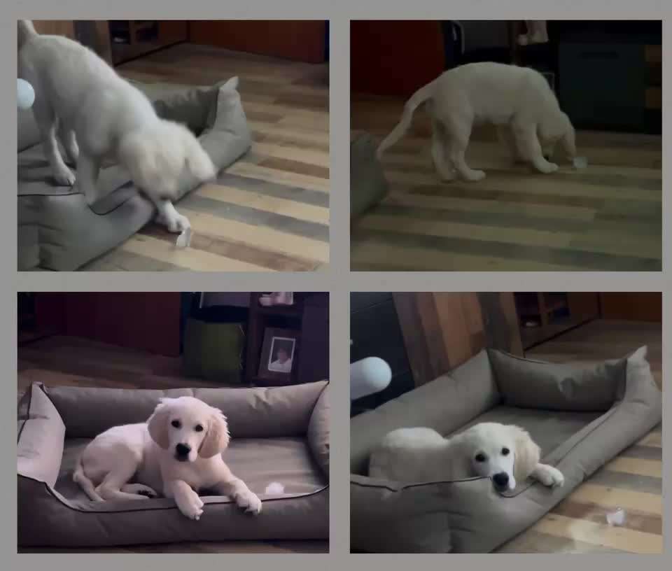 Wo sind die Golden Retriever Liebhaber?-Beitrag-Bild