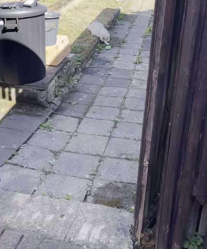 Wo sind die Golden Retriever Liebhaber?-Beitrag-Bild