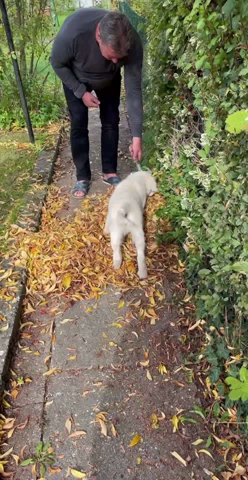 Wo sind die Golden Retriever Liebhaber?-Beitrag-Bild