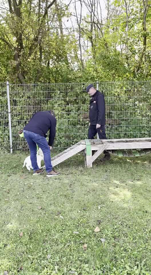 Wo sind die Golden Retriever Liebhaber?-Beitrag-Bild