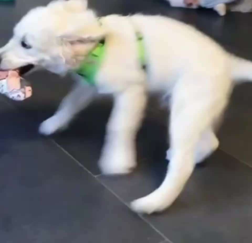 Wo sind die Golden Retriever Liebhaber?-Beitrag-Bild