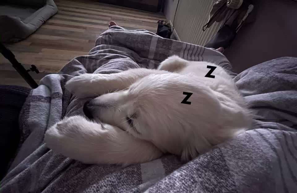 Wo sind die Golden Retriever Liebhaber?-Beitrag-Bild