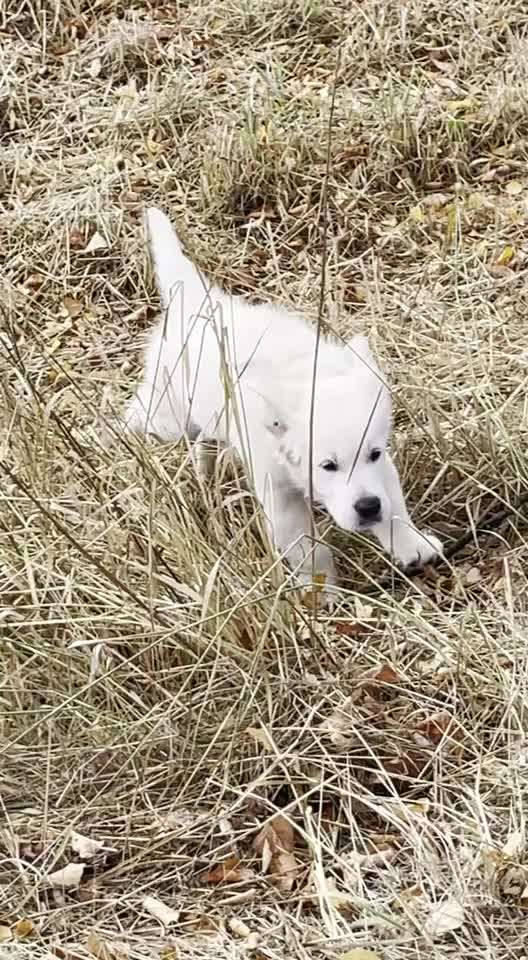 Wo sind die Golden Retriever Liebhaber?-Beitrag-Bild