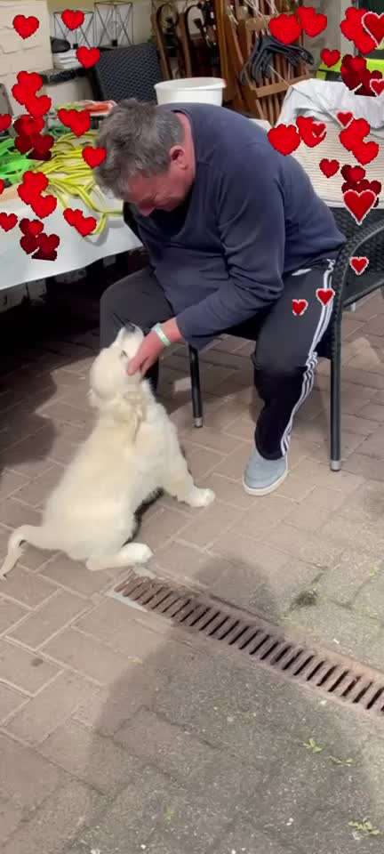 Wo sind die Golden Retriever Liebhaber?-Beitrag-Bild