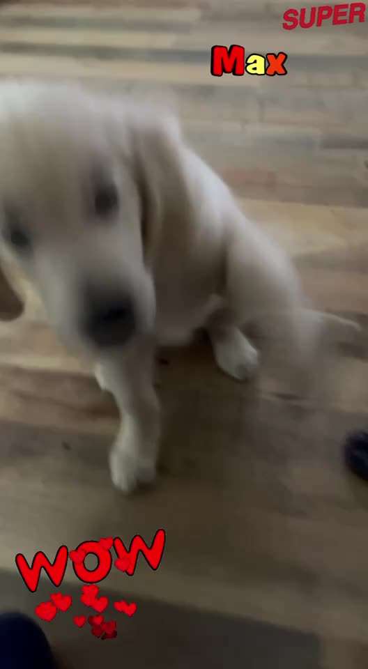 Wo sind die Golden Retriever Liebhaber?-Beitrag-Bild