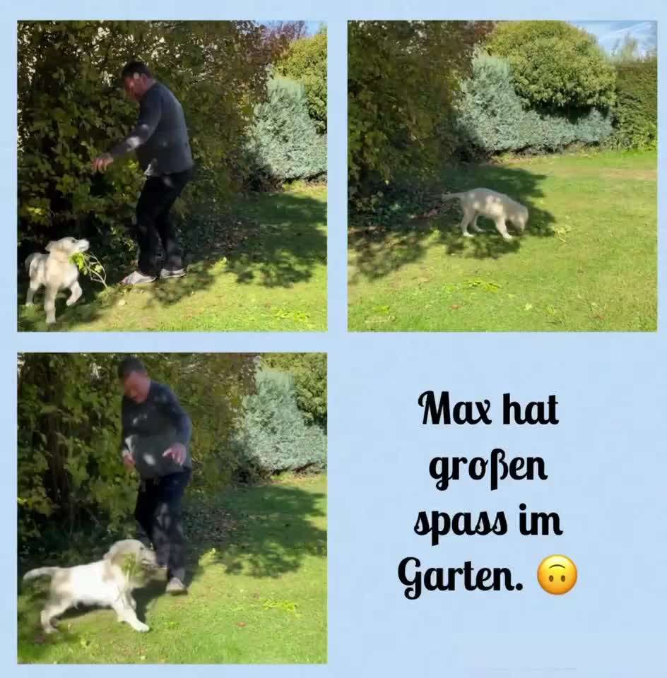 Wo sind die Golden Retriever Liebhaber?-Beitrag-Bild