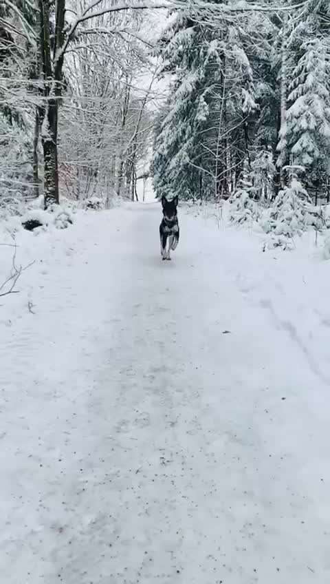 Wald Bild-Beitrag-Bild