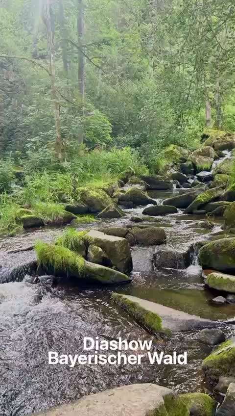 aktuelles Foto Gruppe gemeinsam Wandern mit Hund - Bayerischer Wald & Böhmer Wald
