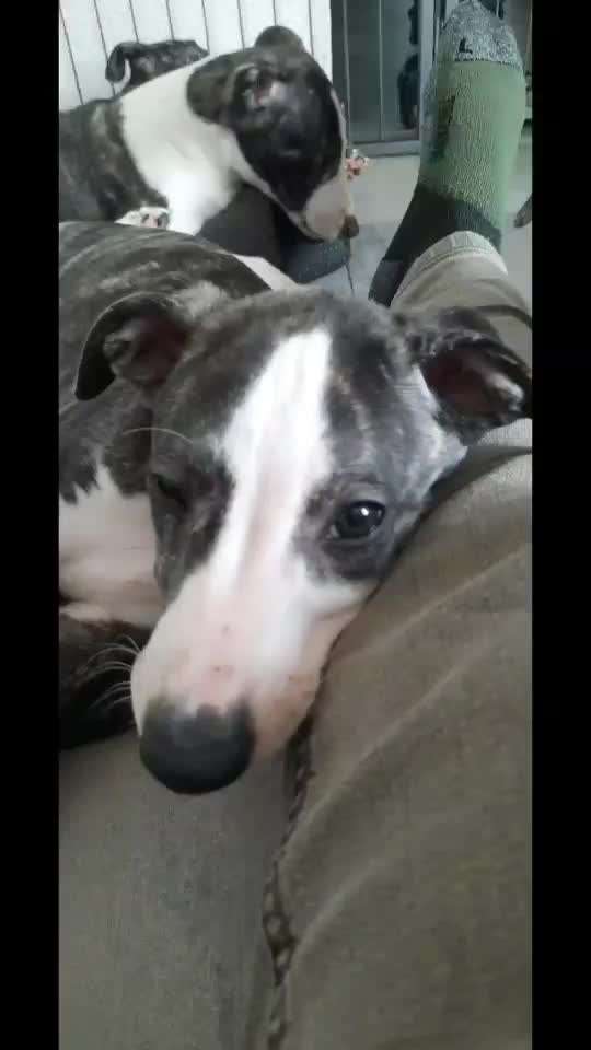 Windhunde - Treffen der besonderen Schönheiten
HERZLICH WILLKOMMEN-Beitrag-Bild