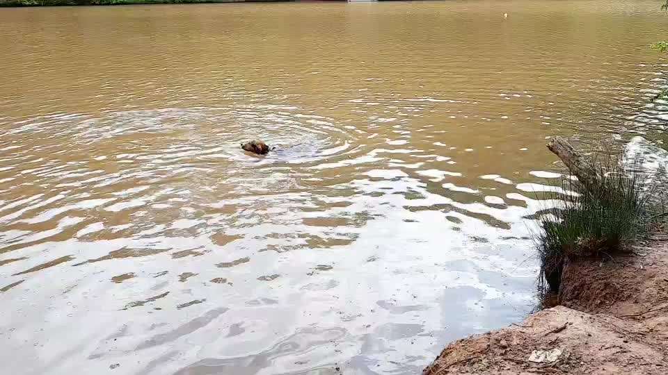 Dogorama Photo Challenge - Hunde in Action-Beitrag-Bild