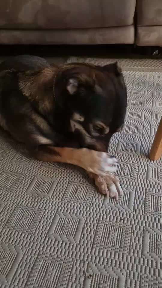 Hund reibt sich die Schnauze-Beitrag-Bild