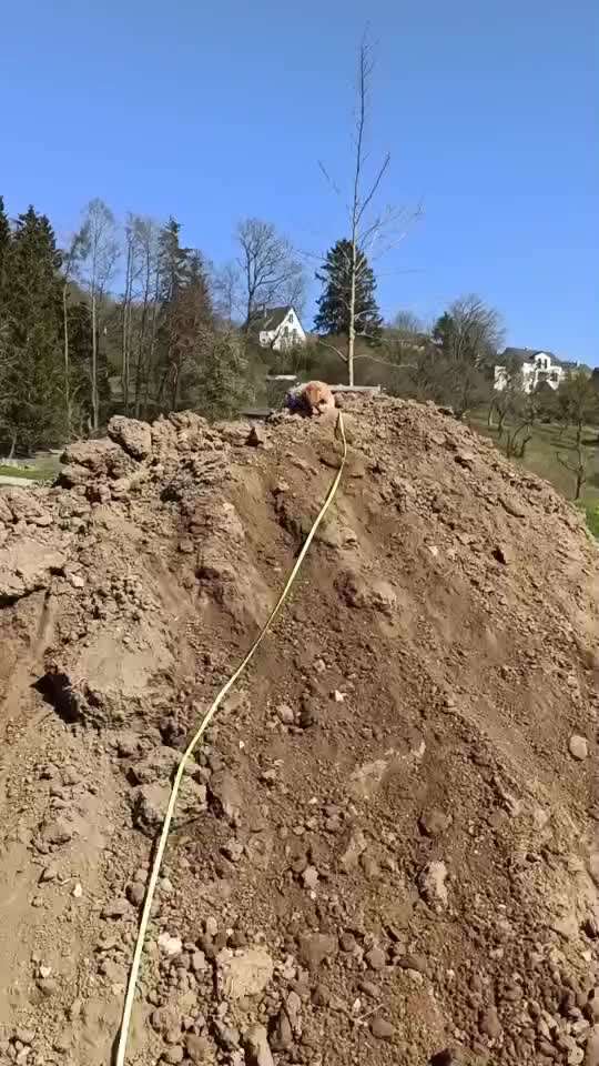 Alles rund um den Pudel-Beitrag-Bild