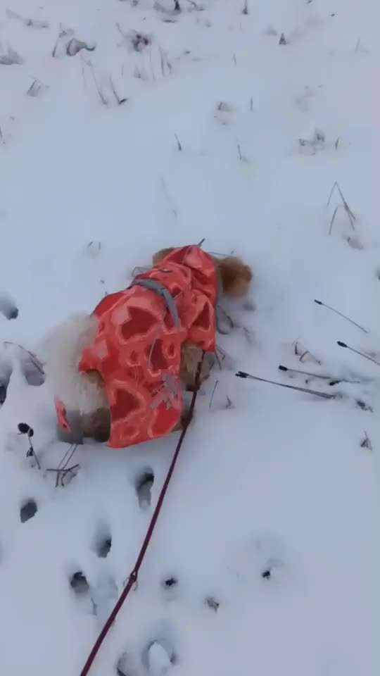 Alles rund um den Pudel-Beitrag-Bild