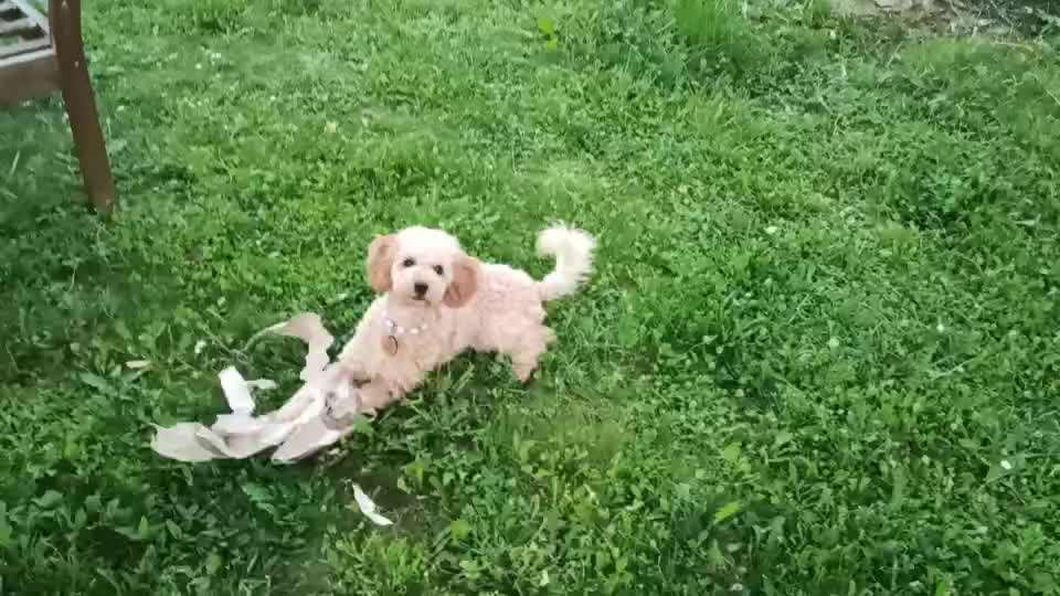 Alles rund um den Pudel-Beitrag-Bild