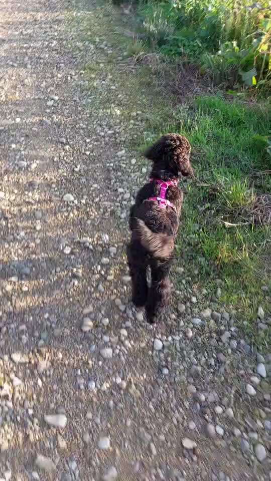 Alles rund um den Pudel-Beitrag-Bild