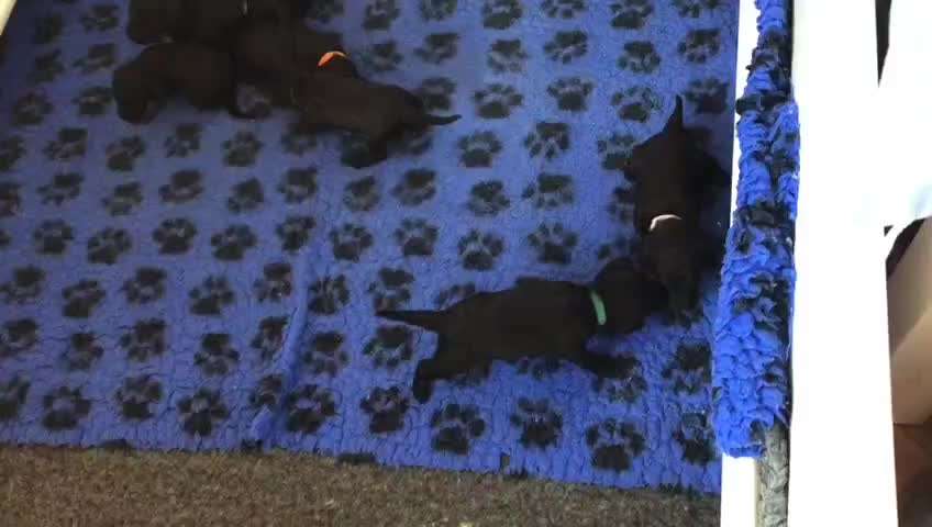 Alles rund um den Pudel-Beitrag-Bild