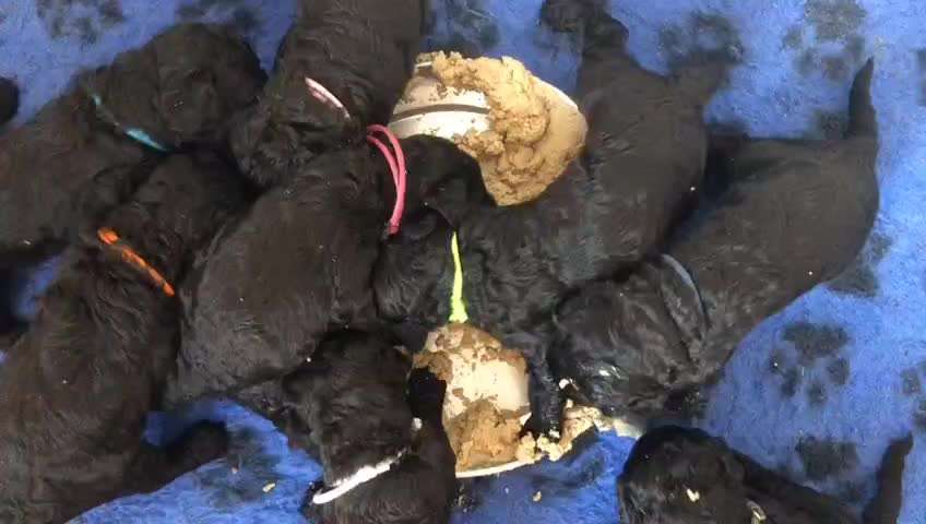 Alles rund um den Pudel-Beitrag-Bild