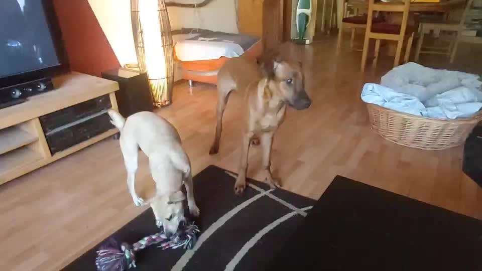 Rhodesian Ridgeback-Beitrag-Bild