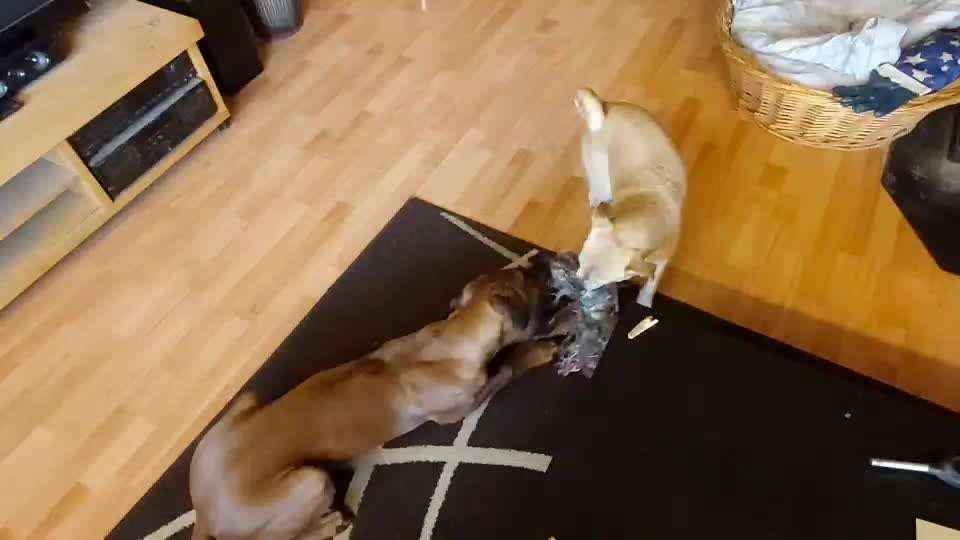 Hund aus dem Spanischen Tierschutz-Beitrag-Bild