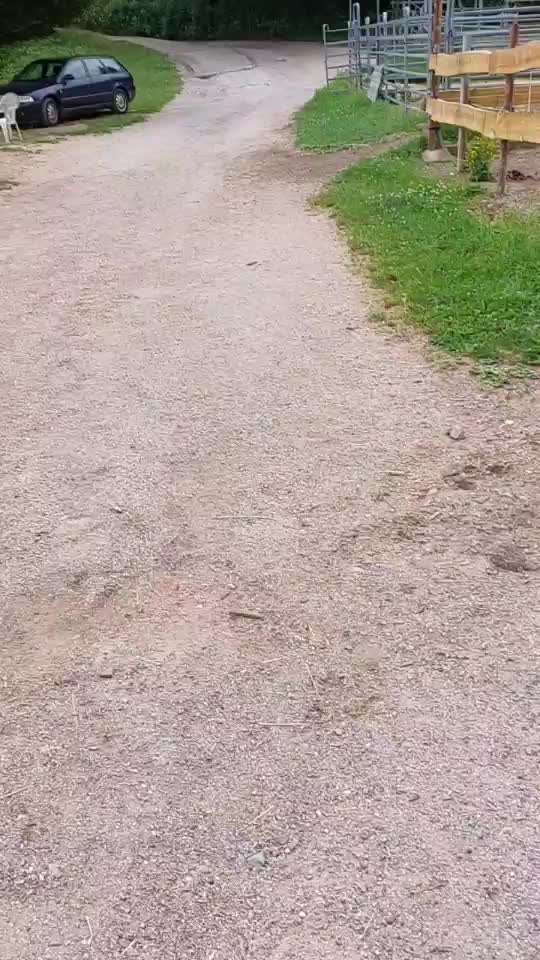 Rhodesian Ridgeback-Beitrag-Bild