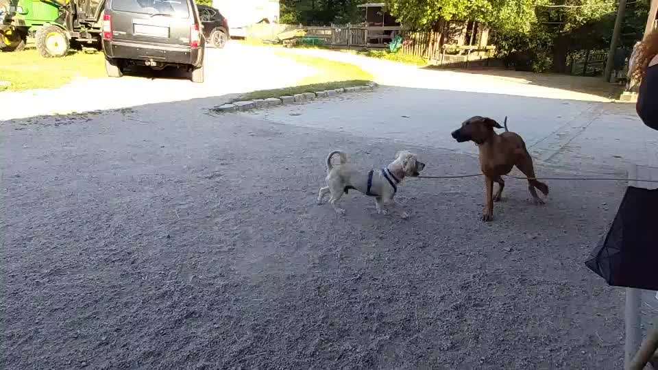 Rhodesian Ridgeback-Beitrag-Bild