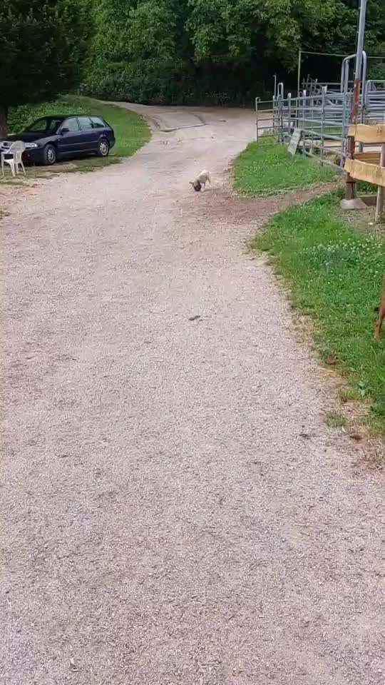 Hund aus dem Spanischen Tierschutz-Beitrag-Bild