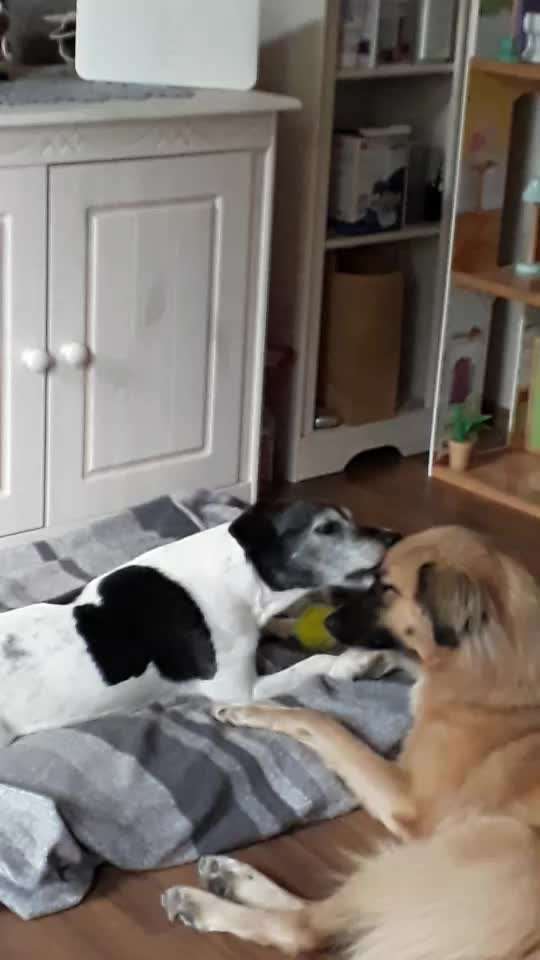 Bester Freund, Hundekumpel - zeigt her!-Beitrag-Bild