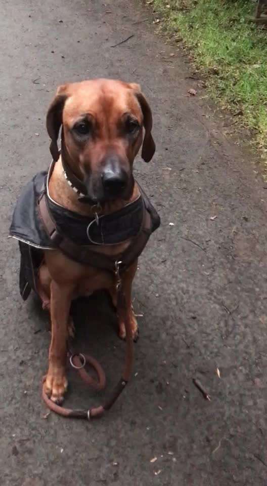 Rhodesian Ridgeback-Beitrag-Bild