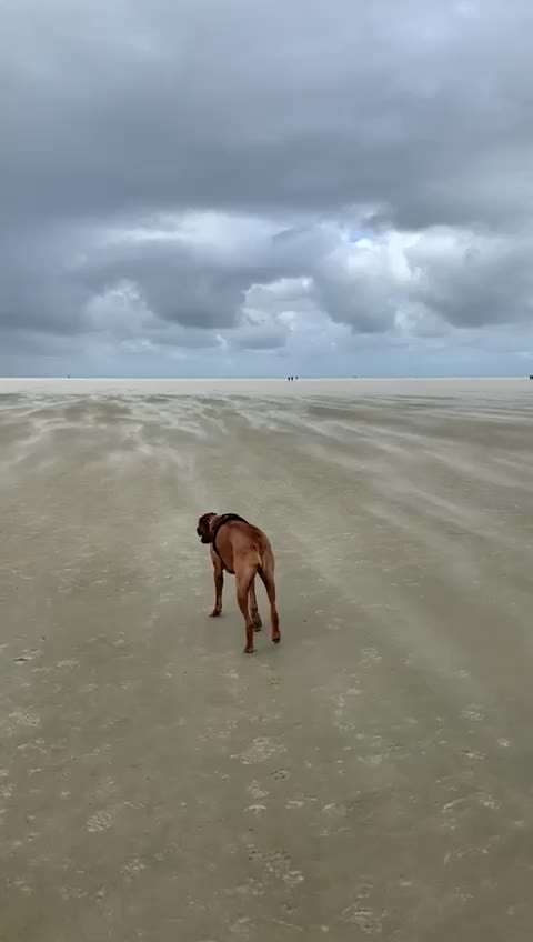 Rhodesian Ridgeback-Beitrag-Bild