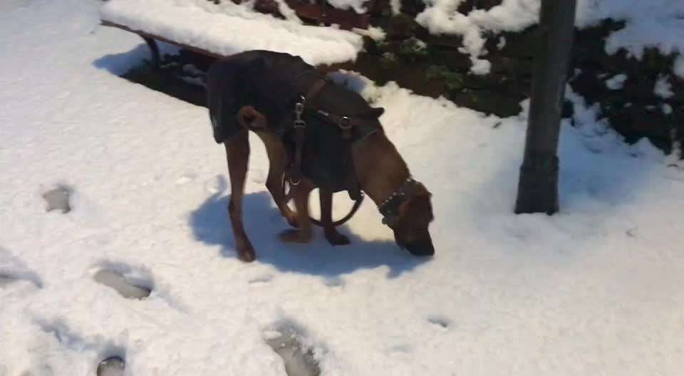 Rhodesian Ridgeback-Beitrag-Bild