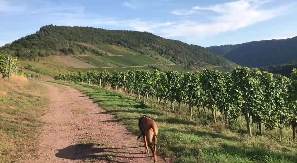 Rhodesian Ridgeback-Beitrag-Bild