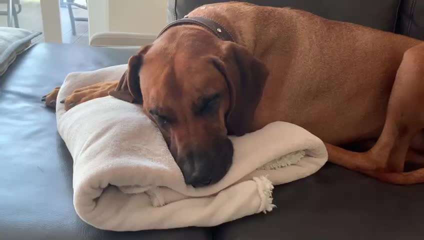 Rhodesian Ridgeback-Beitrag-Bild