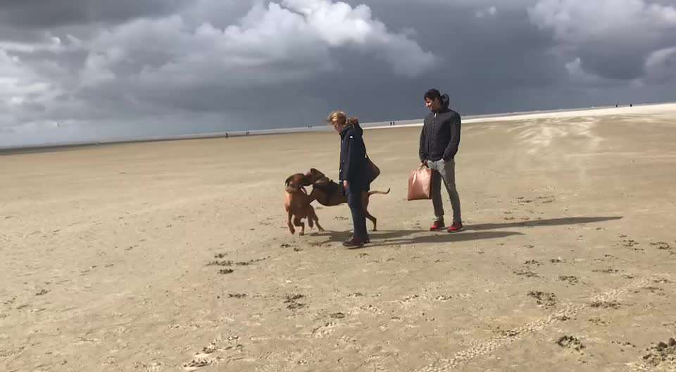 Rhodesian Ridgeback-Beitrag-Bild