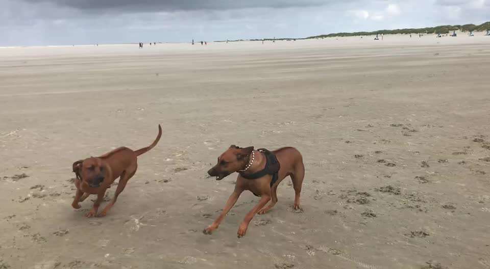 Rhodesian Ridgeback-Beitrag-Bild
