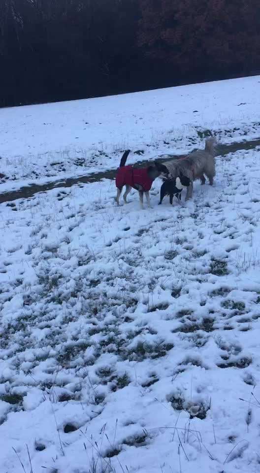 Gibts hier Mioritic Besitzer?-Beitrag-Bild