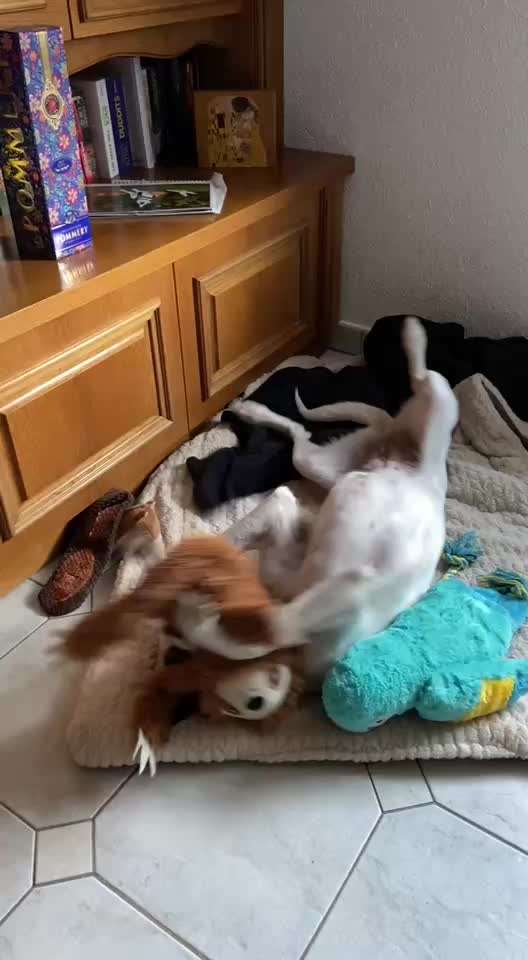 TierschutzhundeStammtisch🐕-Beitrag-Bild