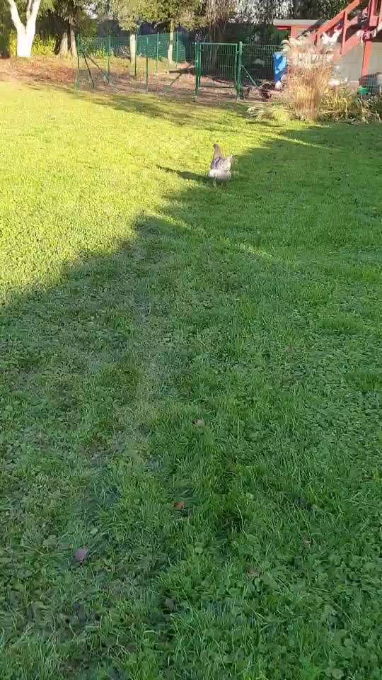 Andere Haustiere?-Beitrag-Bild