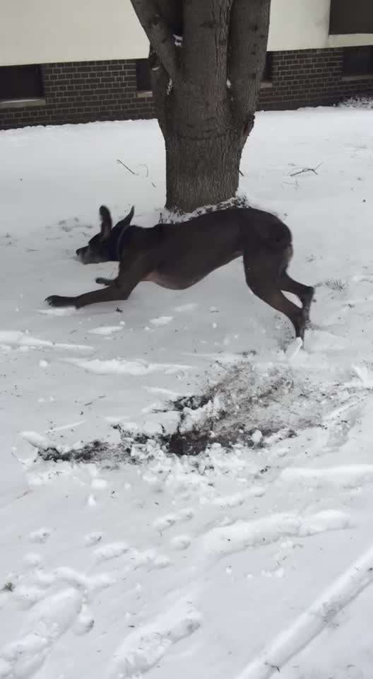 Hier ist der Spaßthread. Zum Schmunzeln und Kaputtlachen-Beitrag-Bild